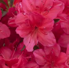 Azalea jap. 'Geisha Red'