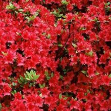 Azalea jap. 'Moederkensdag'