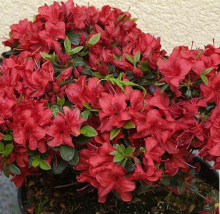 Azalea jap. 'Muneira'