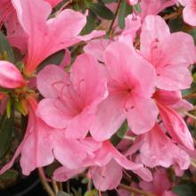 Azalea jap. 'Madame Van Hecke'