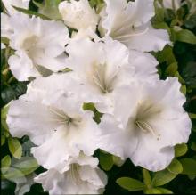 Azalea jap. 'Pleasant White'