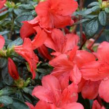 Azalea jap. 'Radja'