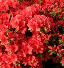 Azalea jap. 'Signalglühen'
