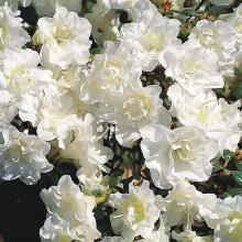 Azalea jap. 'Snow Pearl'