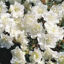 Azalea jap. 'Snow Pearl' / 'Schneeperle'