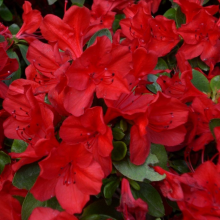 Azalea jap. 'Vuyk's Scarlet'