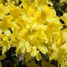 Azalea knaphill 'Anneke'
