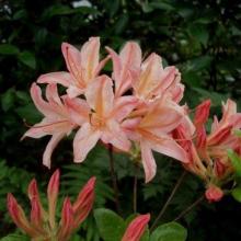 Azalea knaphill 'Chanel'