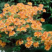 Azalea knaphill 'Glowing Embers'