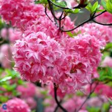 Azalea knaphill 'Homebush'