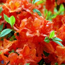 Azalea knaphill 'Hotspur Red'