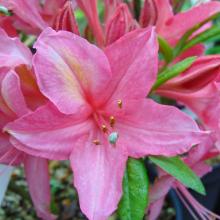 Azalea knaphill 'Jolie Madame'
