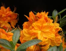 Azalea knaphill 'Klondyke'