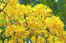 Azalea knaphill 'Luteum'