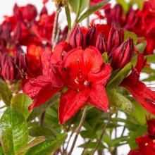 Azalea knaphill 'Nabucco'