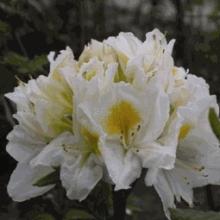 Azalea Knaphill 'Persil'