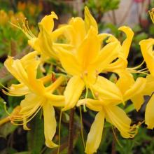 Azalea pontica