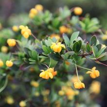 Berberis buxifolia 'Nana' Berberis buxifolia 'Nana'
