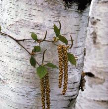 Betula papyrifera