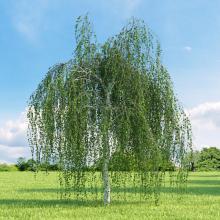 Betula pendula 'Tristis'