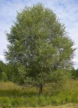 Betula pubescens