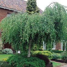 Betula pendula 'Youngii'