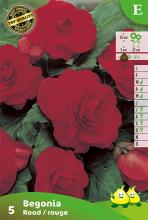 Begonia Rood