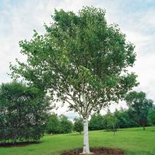 Betula utilis jacquemontii