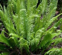 Blechnum spicant