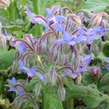 KOMKOMMERKRUID Borago officinalis