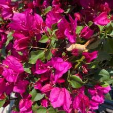 Bougainvillea