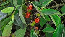 Broussonetia papyrifera