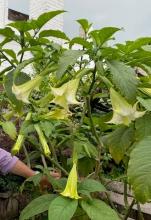 Brugmansia (datura)