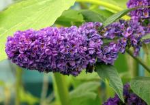Buddleja dav. 'Blue Chip' ® Buddleja dav. 'Blue Chip' ®