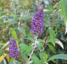 Buddleja dav. 'Empire Blue' Buddleja dav. 'Empire Blue'