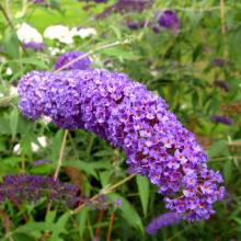 Buddleja dav. 'Nanho Blue' Buddleja dav. 'Nanho Blue'