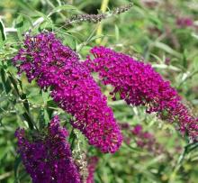 Buddleja dav. 'Nanho Purple' Buddleja dav. 'Nanho Purple'