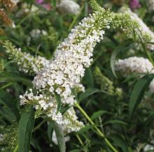 Buddleja dav. 'White Profusion' Buddleja dav. 'White Profusion'