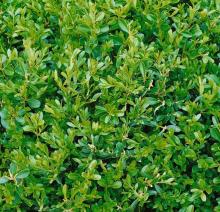 Buxus micr. 'Herrenhausen'