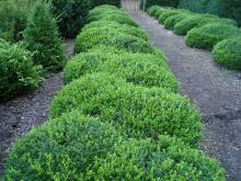 Buxus micr. 'Rococo'