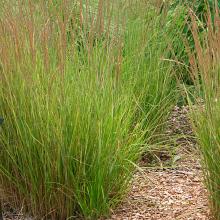 Calamagrostis acut. 'Karl Foerster'