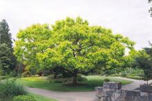 Catalpa bignonioides 'Aurea'