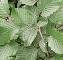 Carpinus betulus 'Fastigiata'