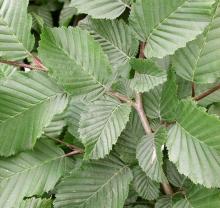 Carpinus betulus 'Fr. Fontaine'