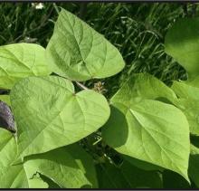 Catalpa bignonioides