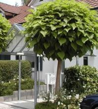 Catalpa bignonioides 'Nana'