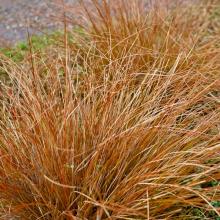 Carex buchananii