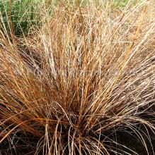 Carex comans 'Bronze Form'