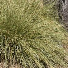 Carex comans 'Frosted Curls' Carex comans 'Frosted Curls'