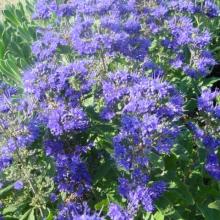 Caryopteris cland. 'Grand Blue' ® Caryopteris cland. 'Grand Blue' ®